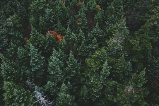 Evergreen forest aerial shot